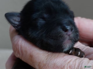 Yorkshire Terrier dogs Cairo black face - Ad 23