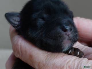 Yorkshire Terrier dogs Cairo black face - Ad 21