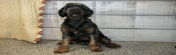 Mini Goldendoodle dogs for sale: Tip - Ad 4