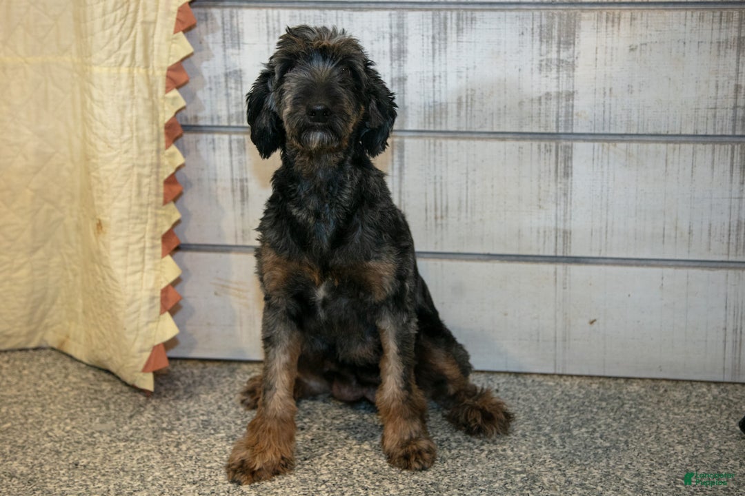 Mini Goldendoodle dogs for sale: Tip - Ad 4