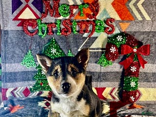 Shiba Inu dogs Alexa - Ad 34