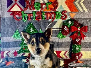 Shiba Inu dogs Alexa - Ad 33