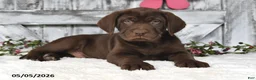Labrador Retriever dogs for sale: Tanner - Ad 3