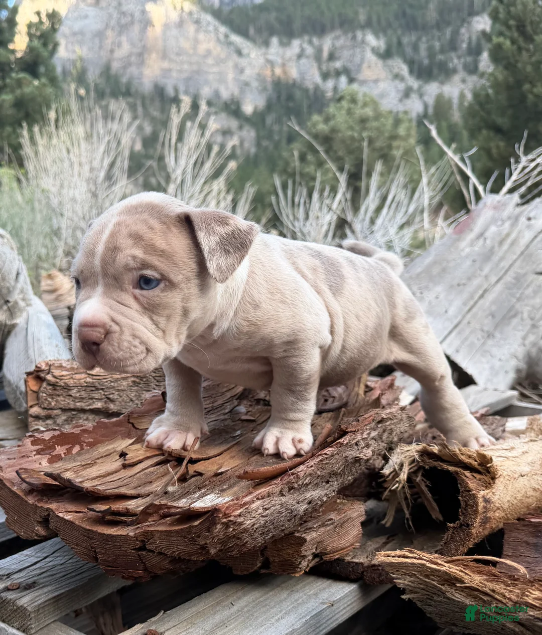 American Bully dogs for sale: Leo - Ad 2