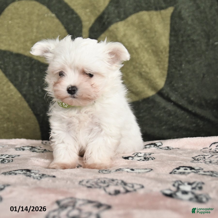 Maltese dogs Iris - Ad 13