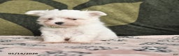 Maltese dogs for sale: Iris - Ad 1