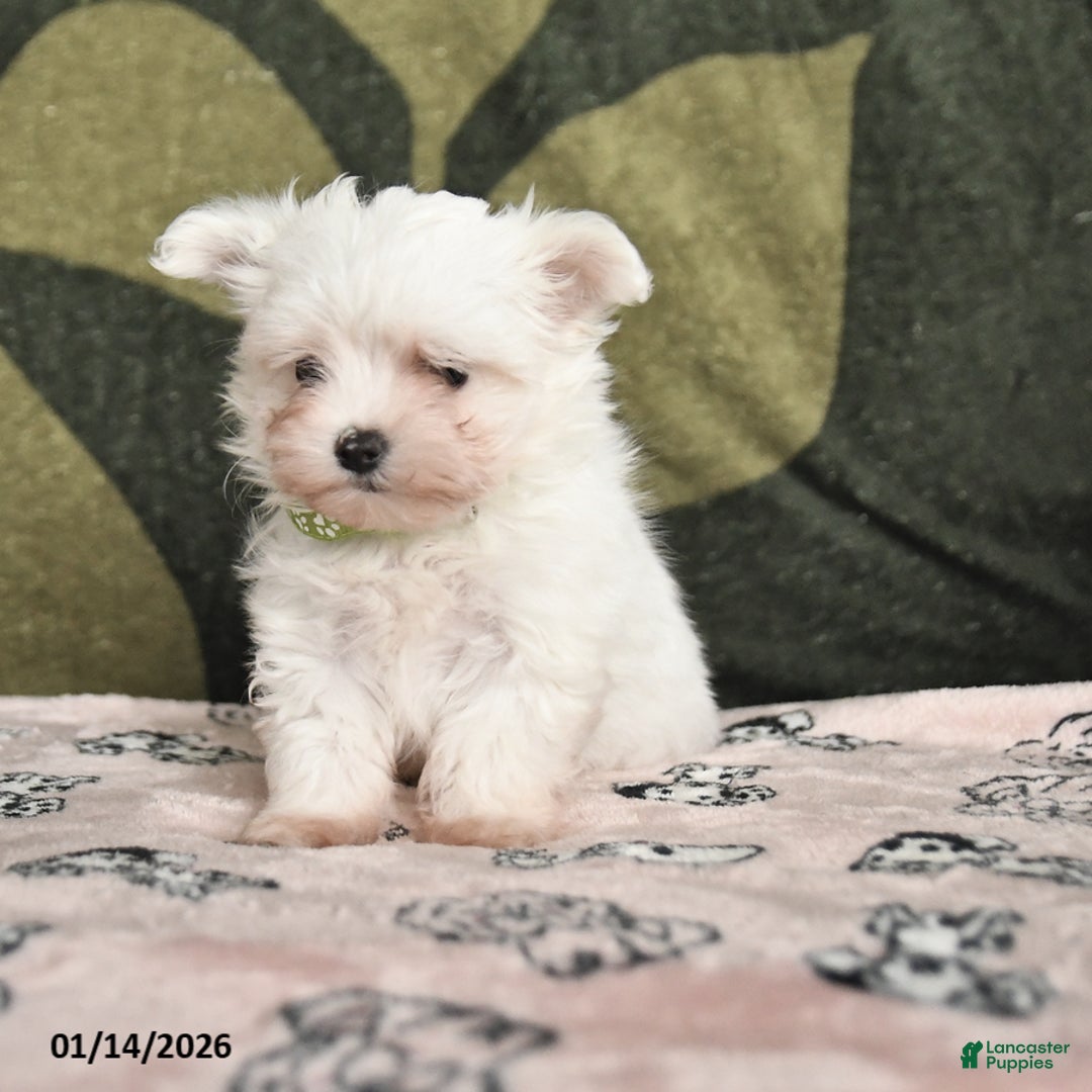 Maltese dogs for sale: Iris - Ad 1