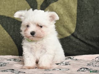 Maltese dogs Iris - Ad 26
