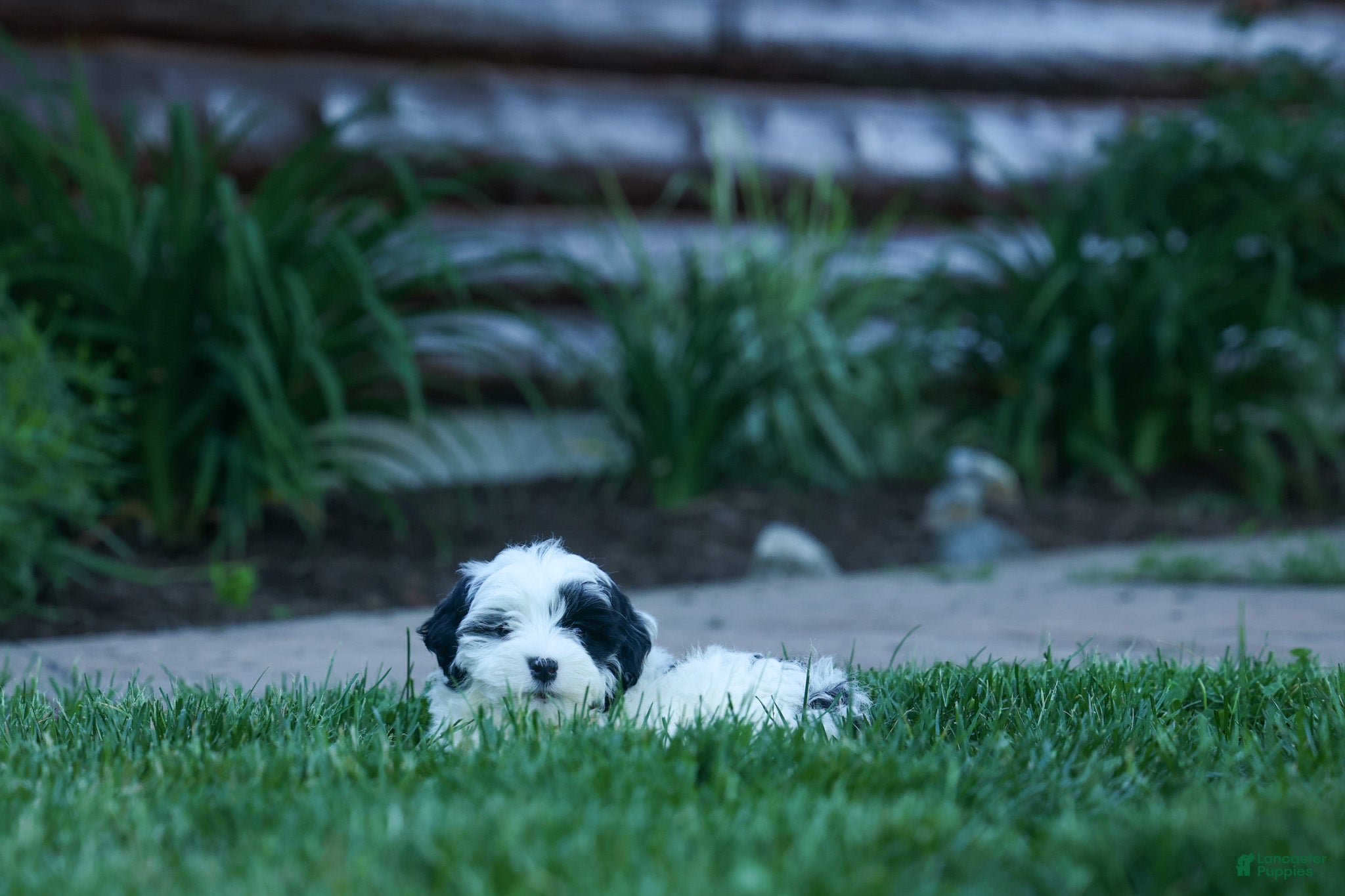 Cavapoo dogs Gizmo 🐶 - Ad 1