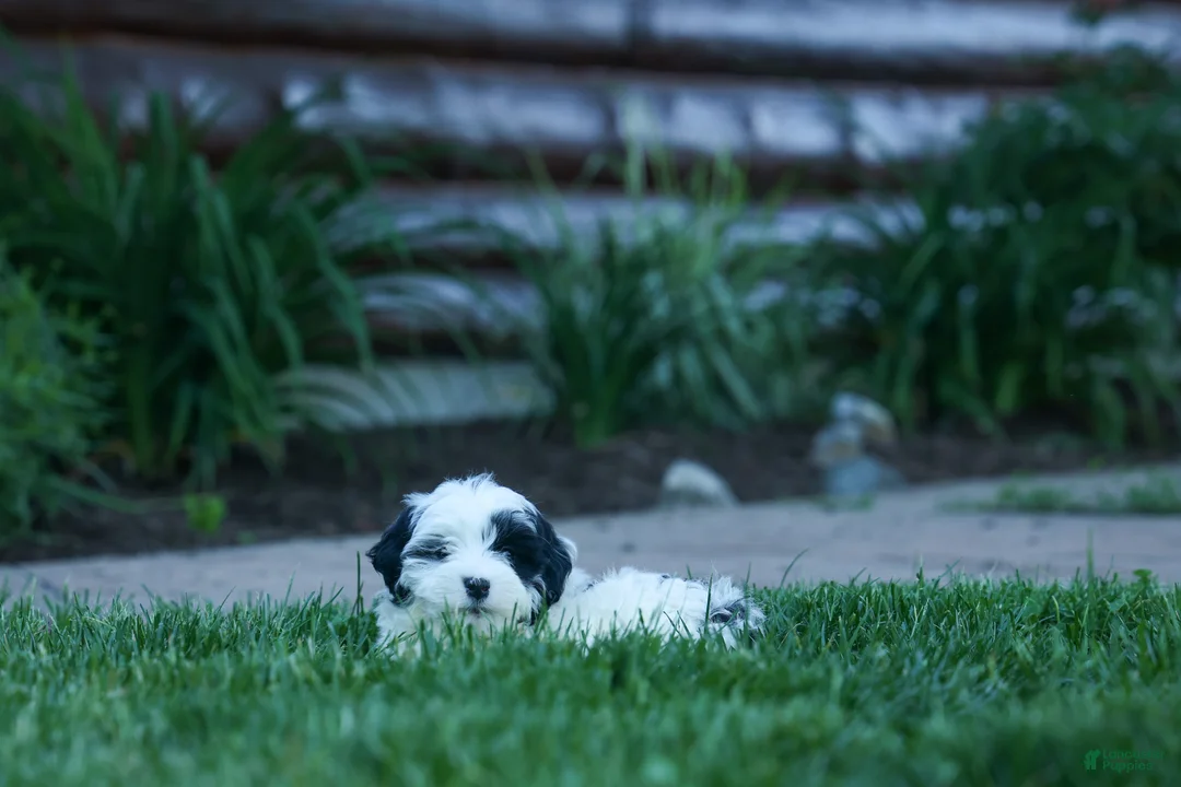 Cavapoo dogs for sale: Gizmo 🐶 - Ad 1
