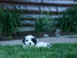 Cavapoo dogs for sale: Gizmo 🐶 - Ad 3