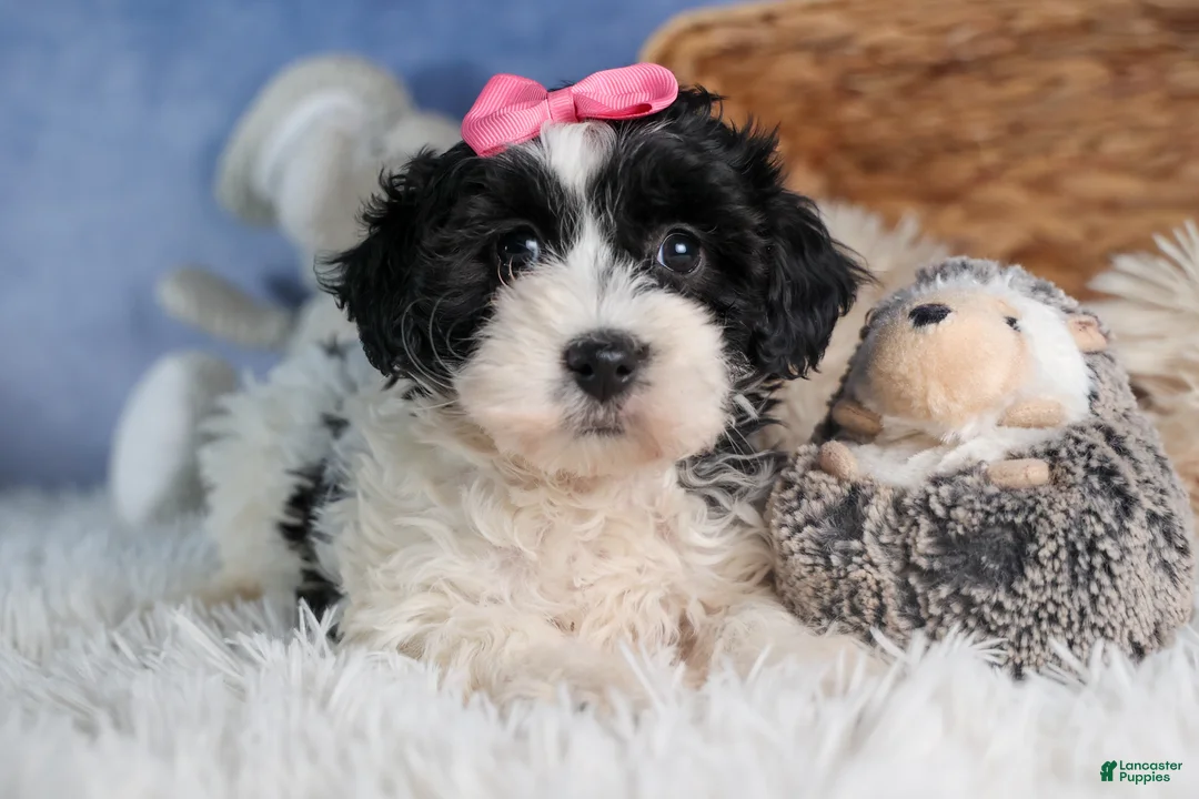 Havapoo dogs for sale: ELLIE - Ad 10