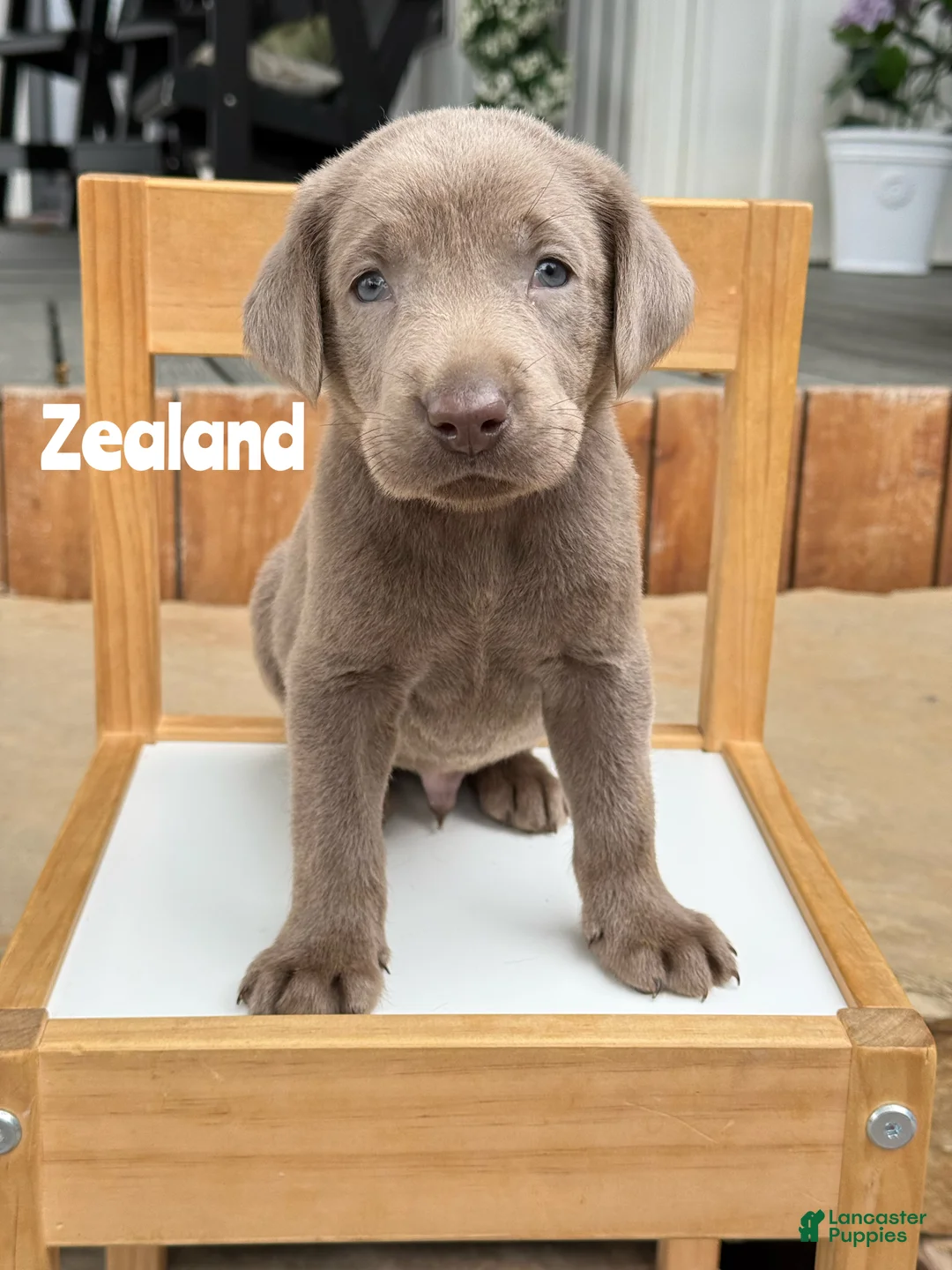Labrador Retriever dogs for sale: Zealand - Silver Male - Ad 1