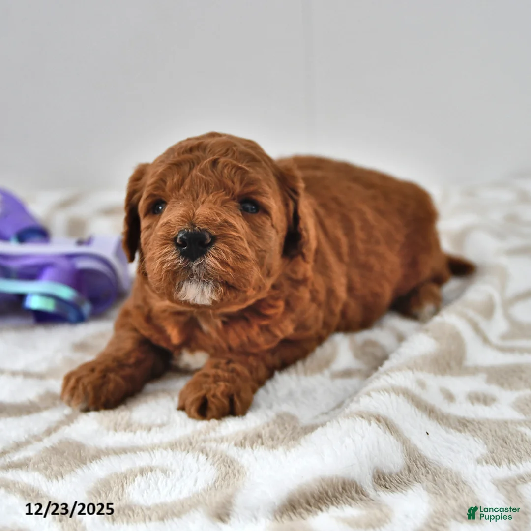 Mini Goldendoodle dogs for sale: Cupcake - Ad 14
