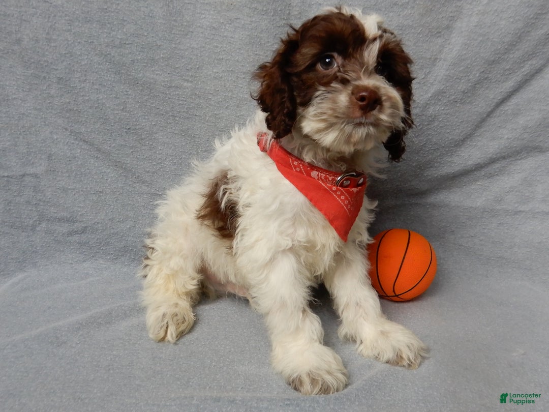 Cockapoo dogs for sale: Grant - Ad 3