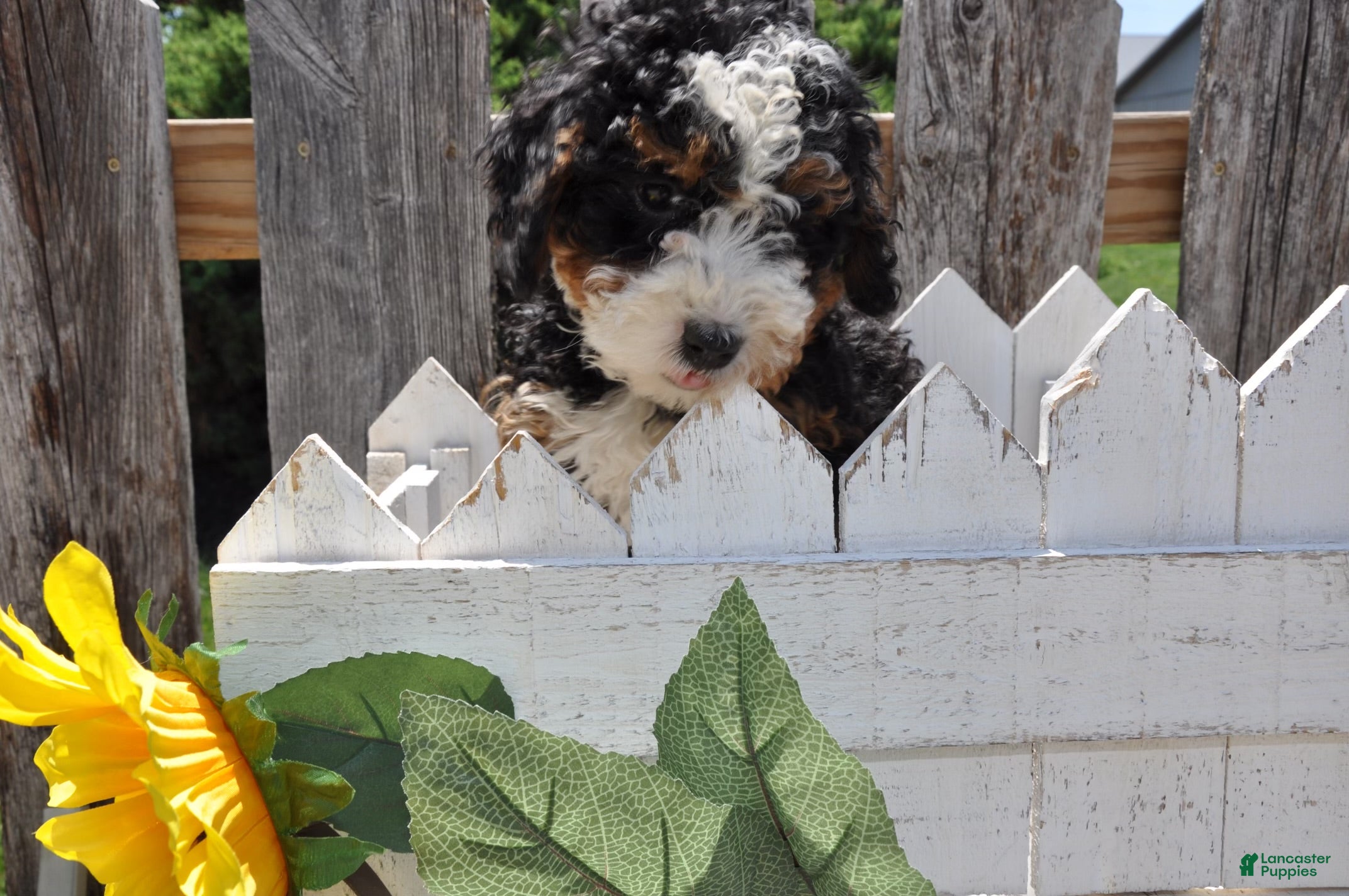 Mini Bernedoodle dogs Mr. Bistro - Ad 1