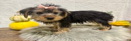 Yorkshire Terrier dogs for sale: Tarza - Ad 2