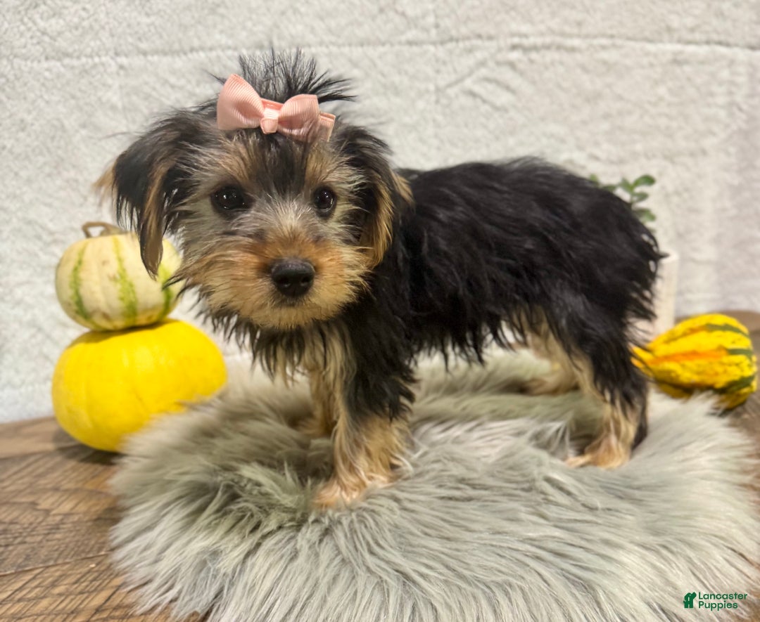 Yorkshire Terrier dogs for sale: Tarza - Ad 2