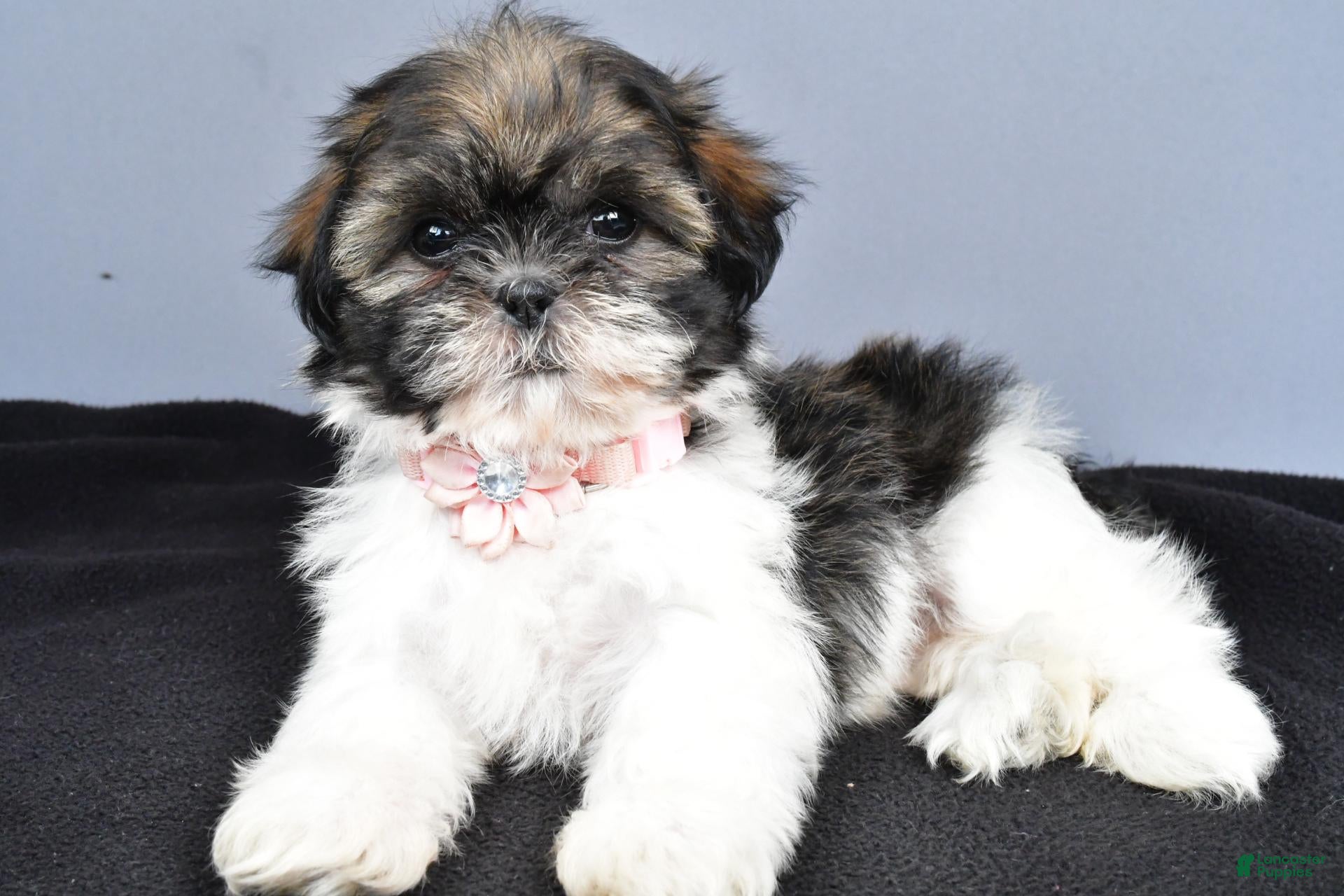 Shih Tzu dogs Honey - Ad 2