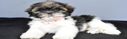 Shih Tzu dogs for sale: Honey - Ad 2