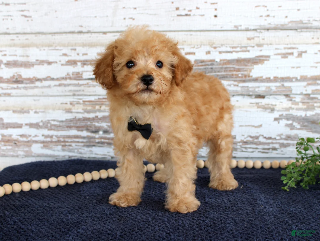 Toy Poodle dogs for sale: Tyler - Ad 2
