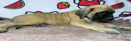 English Mastiff dogs for sale: Zeus (Pink) - Ad 2