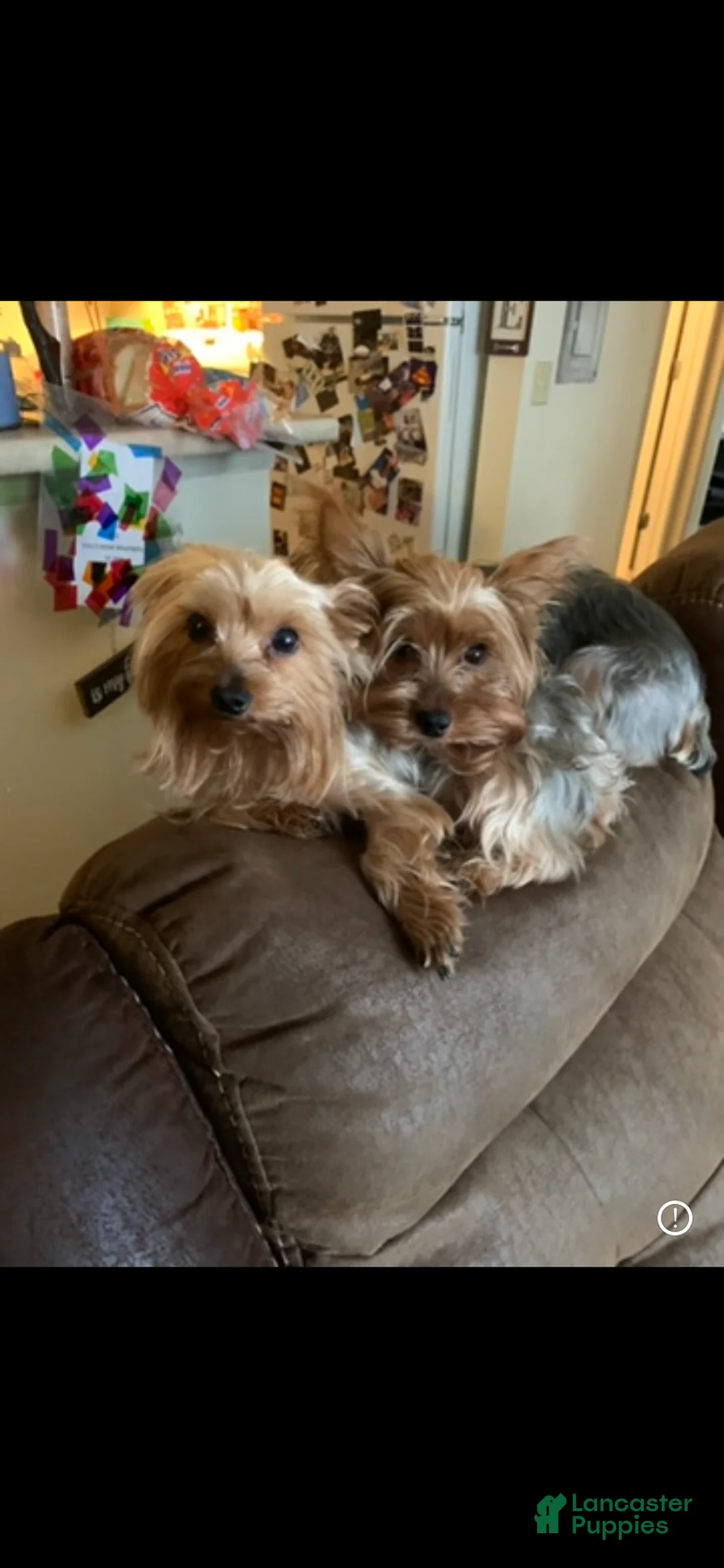 Yorkshire Terrier dogs for sale: Ace - Ad 5
