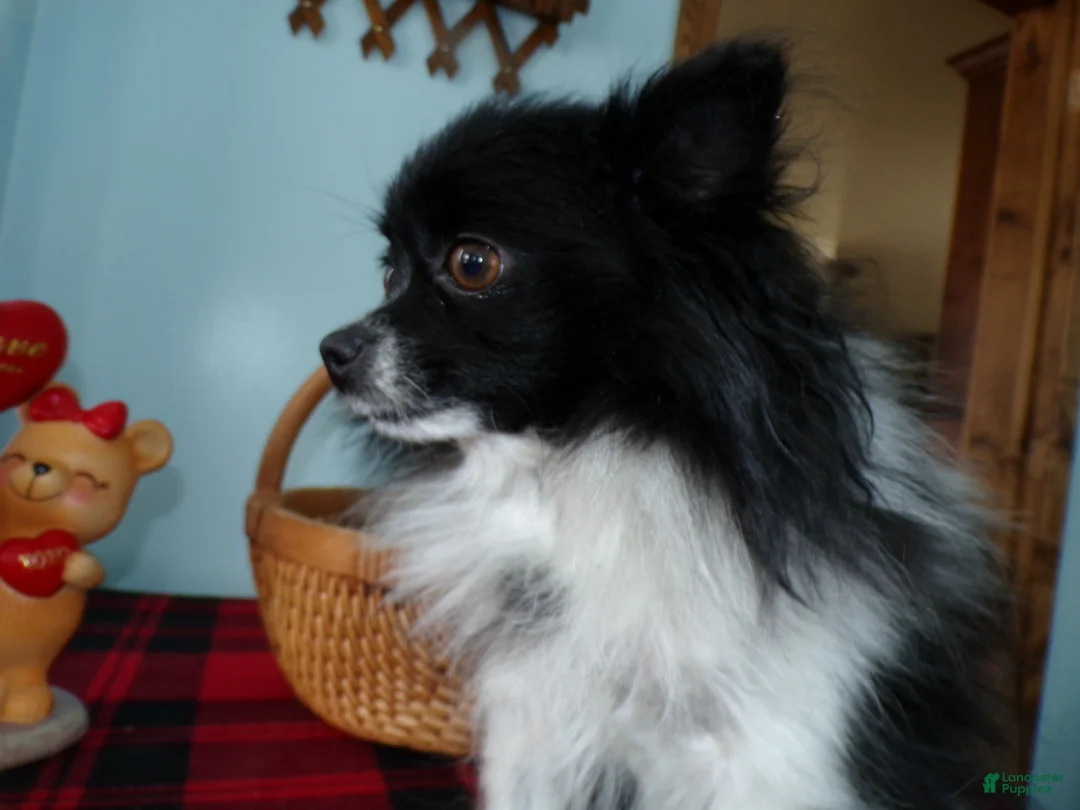 Pomeranian dogs for sale: Pomeranian Puppy 1 Sandy - Ad 2