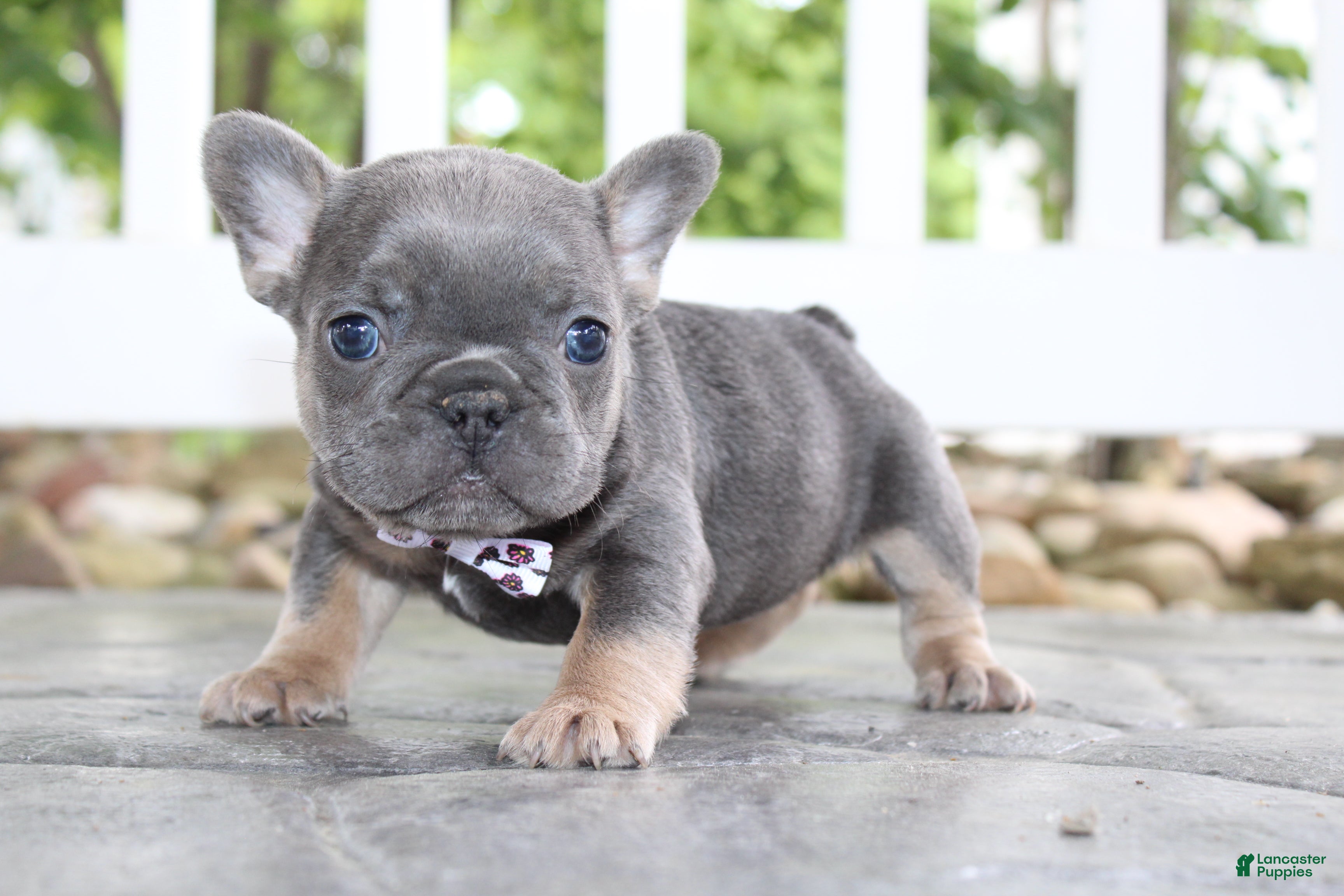 French Bulldog dogs for sale: AKC Zoe - Ad 4