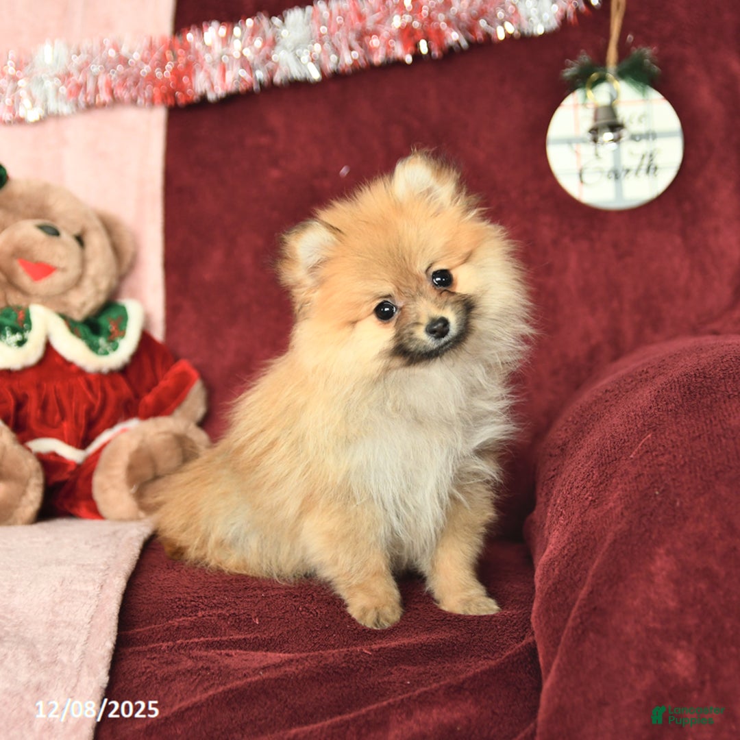 Pomeranian dogs for sale: Pansy - Ad 6