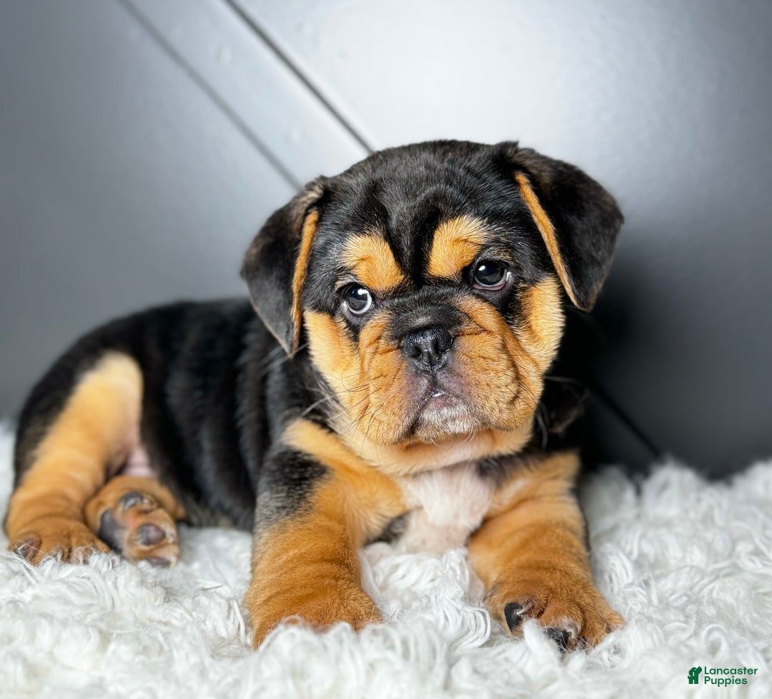 Mixed Breed dogs for sale: Willow  - Ad 4