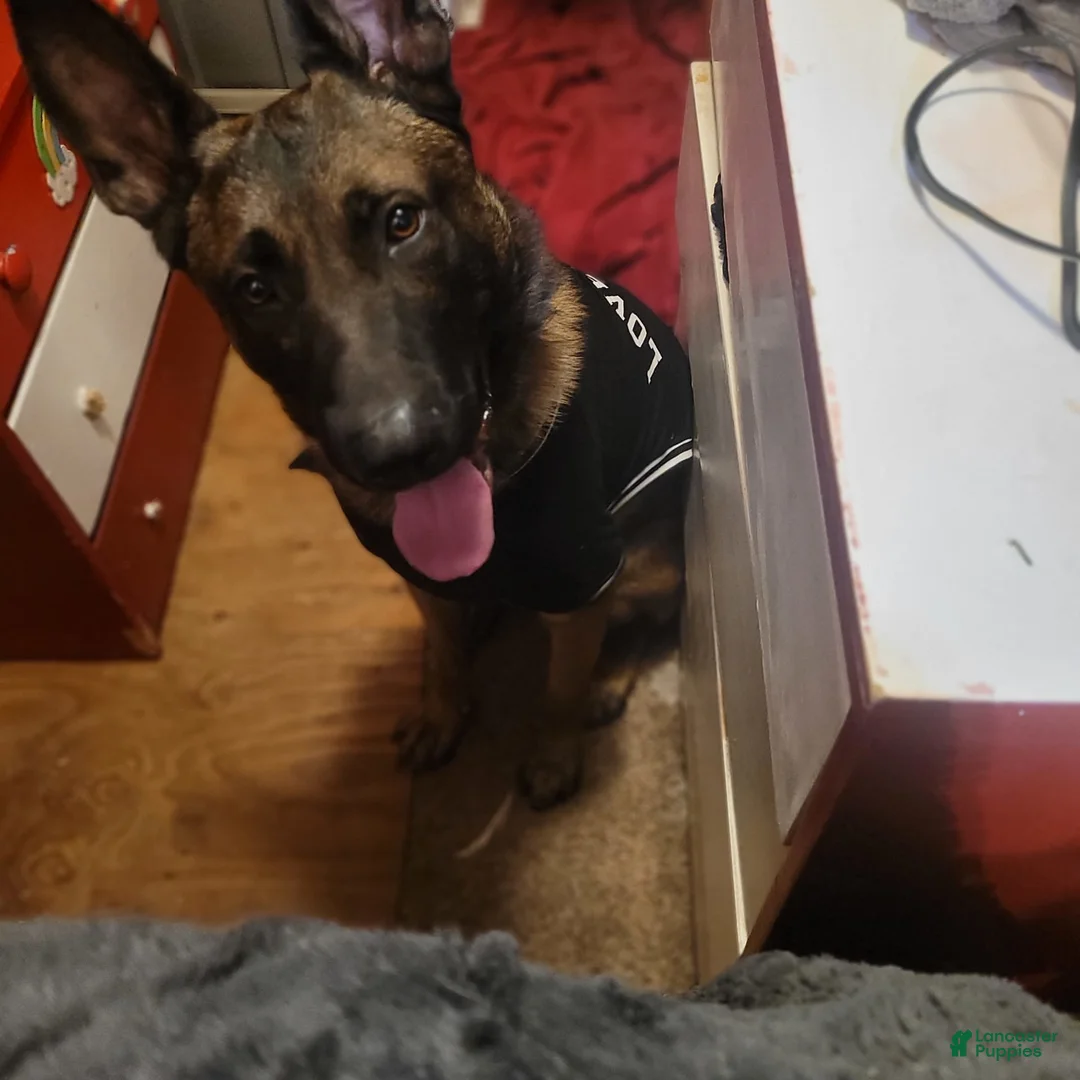 Gallery Image {{count}}