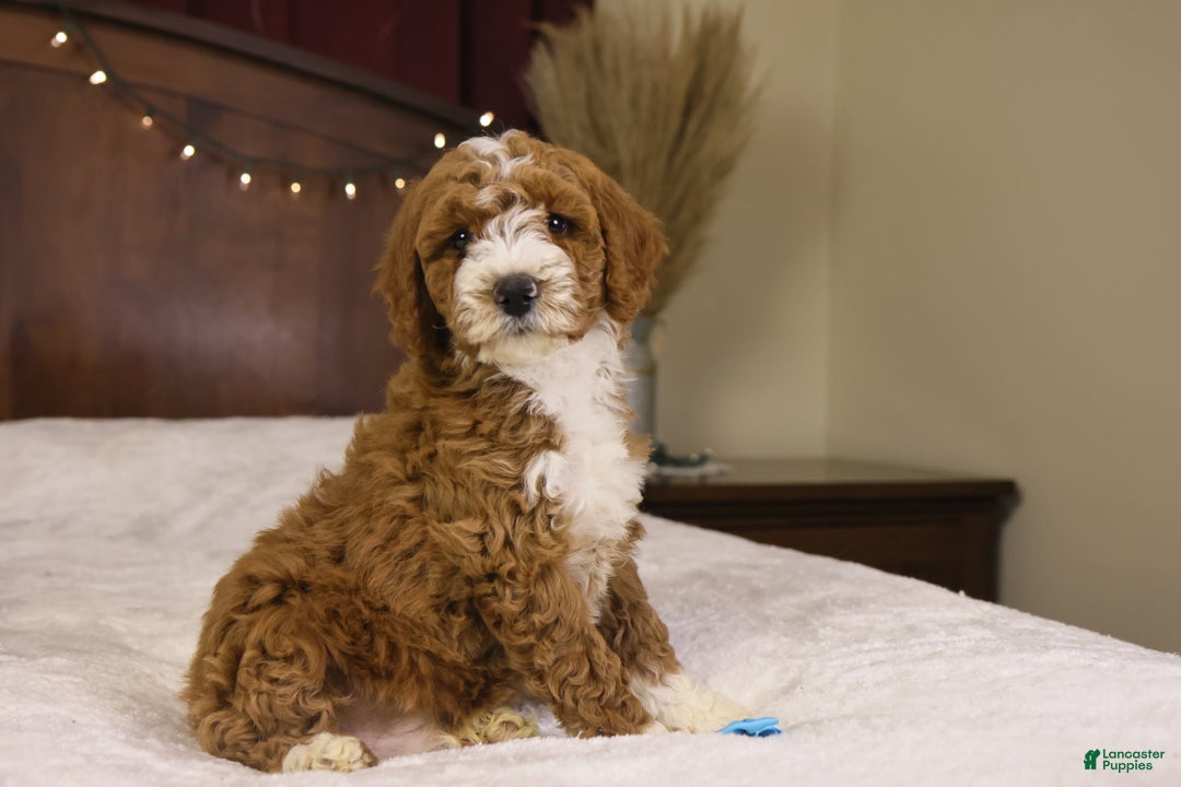 Goldendoodle dogs for sale: Yeti - Ad 3