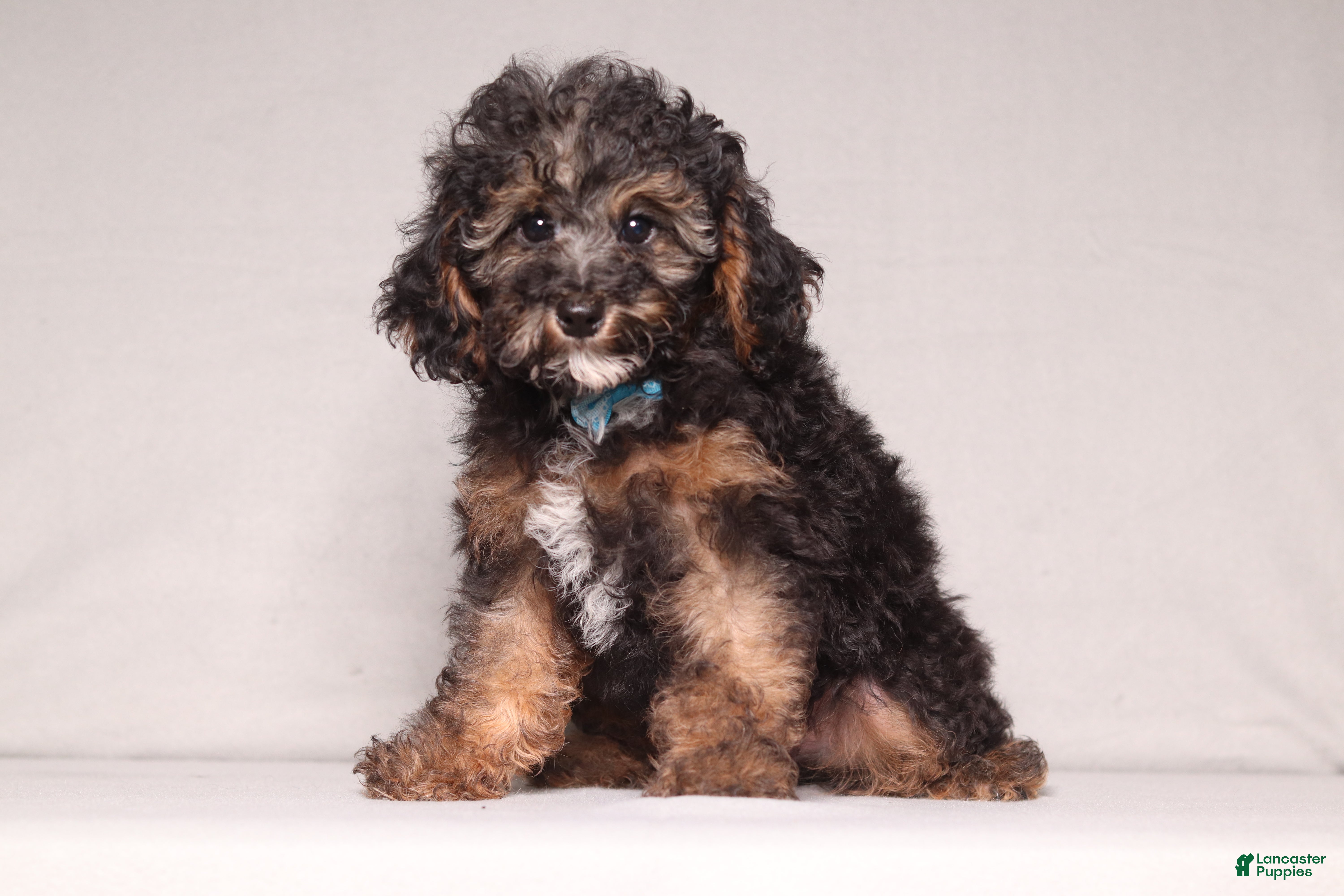 Mixed Breed dogs Ranger - Ad 2