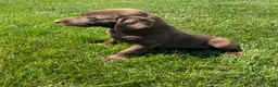 Labrador Retriever dogs for sale: Chloe - Ad 5