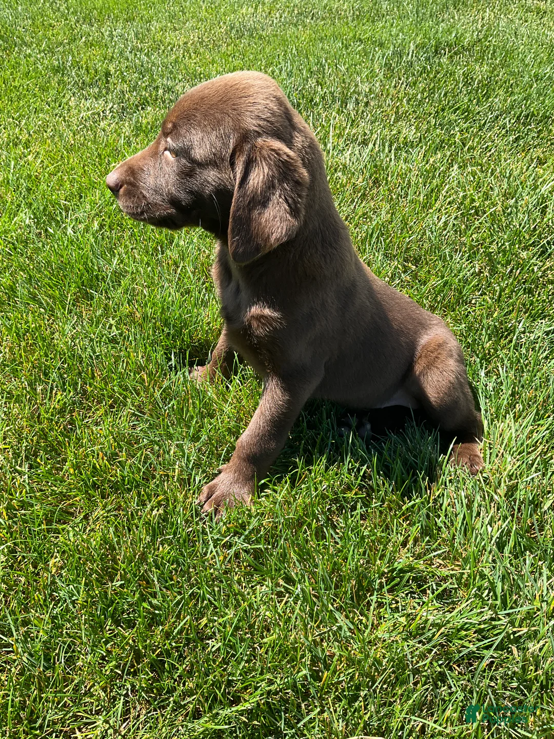 Labrador Retriever dogs for sale: Chloe - Ad 5