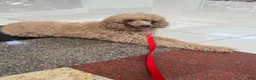 Standard Poodle dogs for sale: Lily (spayed) adult Standard Poodle - Ad 15