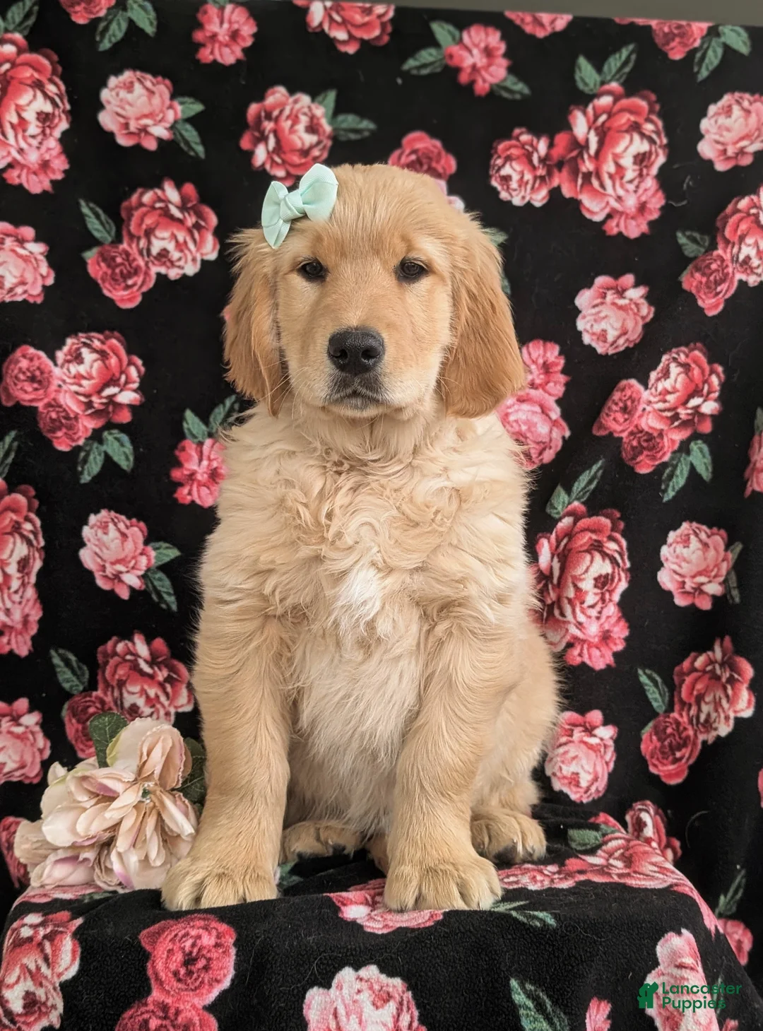 Golden Retriever dogs for sale: Carrie - Ad 5