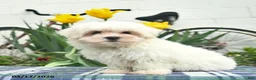 Maltese dogs for sale: Skippy - Ad 5