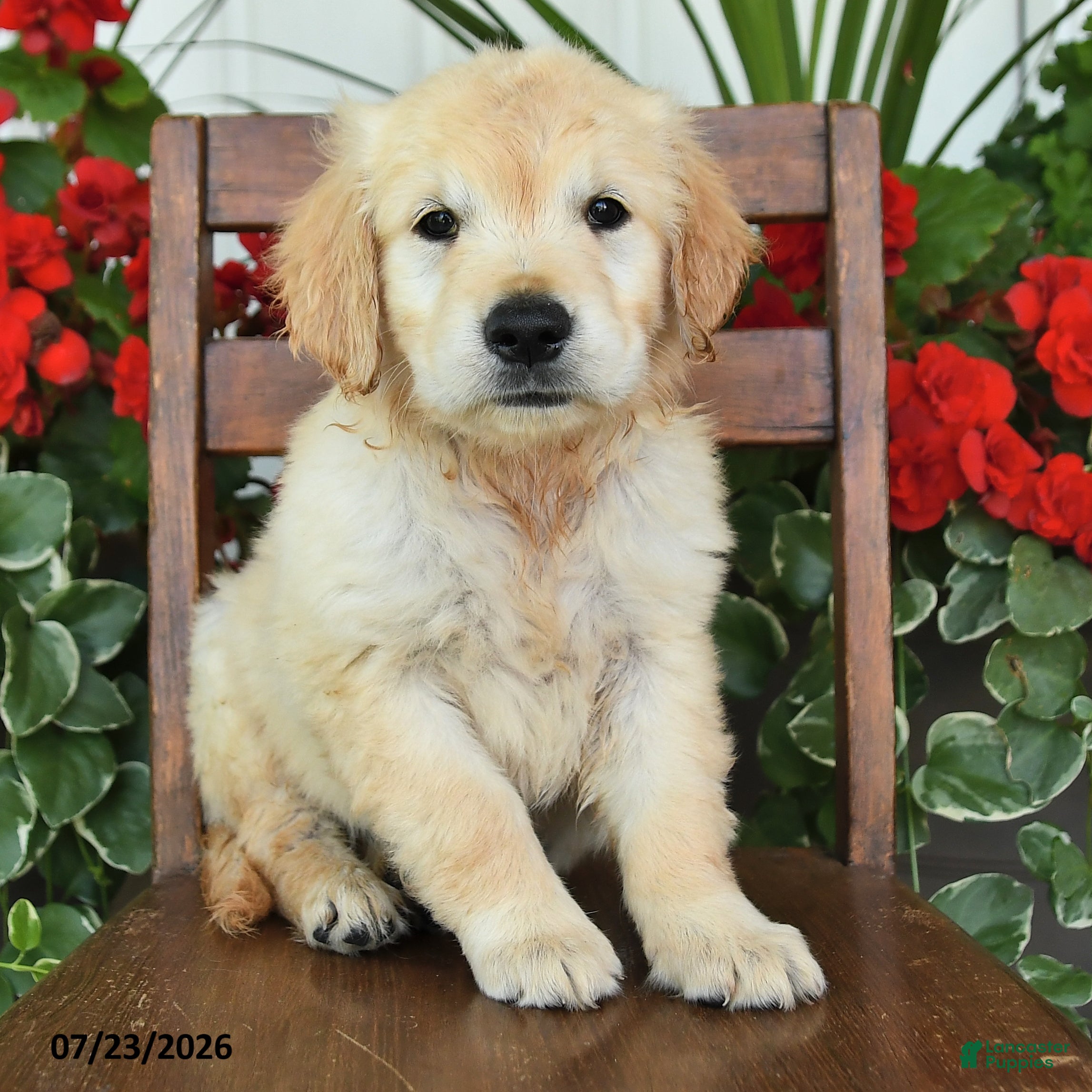 Golden Retriever dogs Rachel - Ad 2