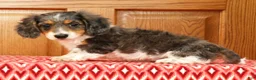 Miniature Dachshund dogs for sale: Victor - Ad 5