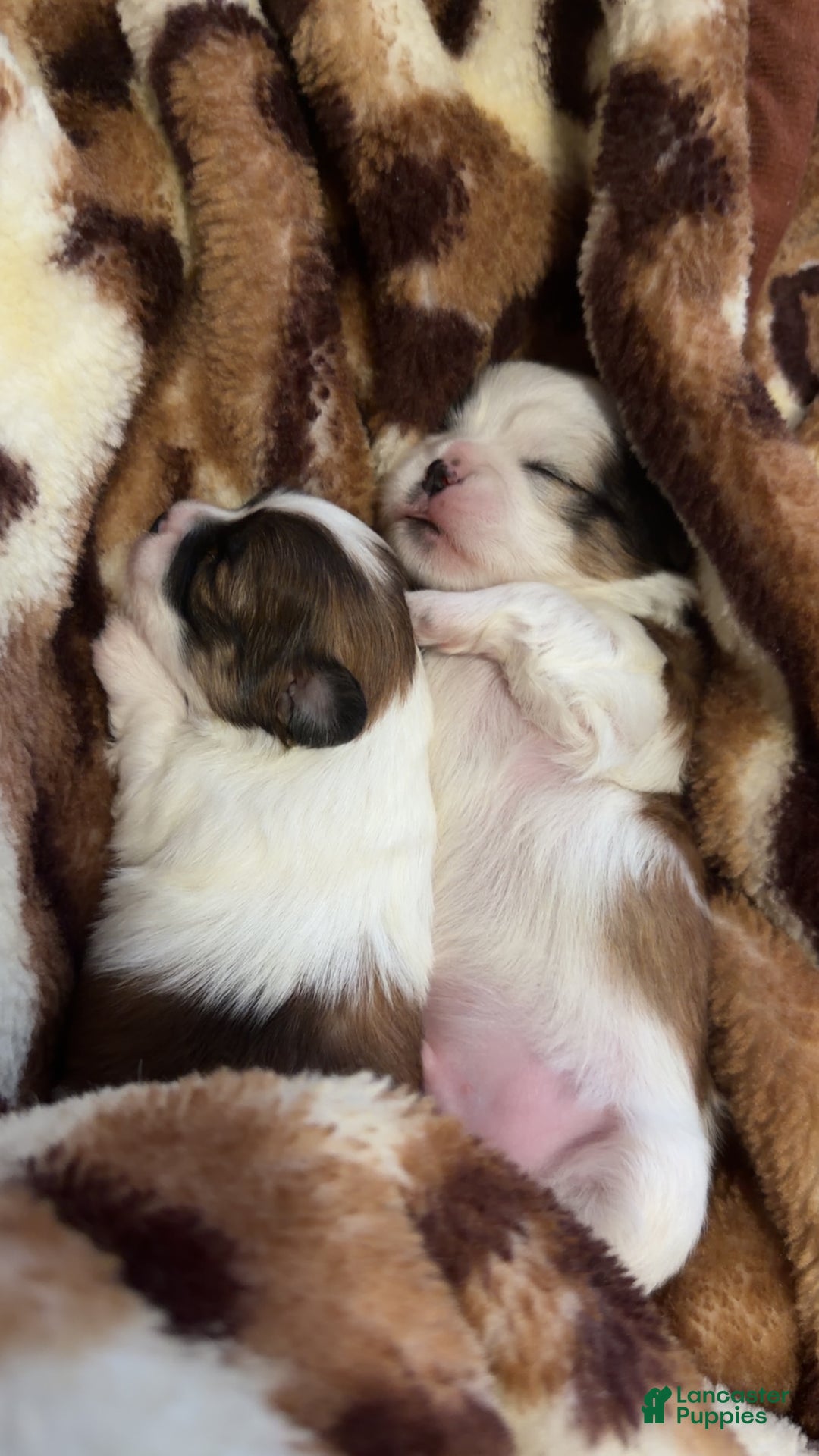 Shihpoo dogs for sale: Shihpoo Puppy 2 - Ad 3