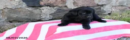 Goldador dogs for sale: Cherokee - Ad 3