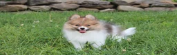 Pomeranian dogs for sale: Theo - Ad 15