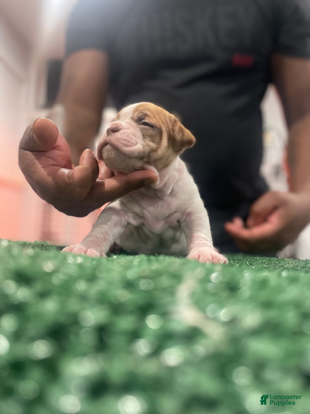 American Bully dogs for sale: American Bully Puppy 3 - Ad 5