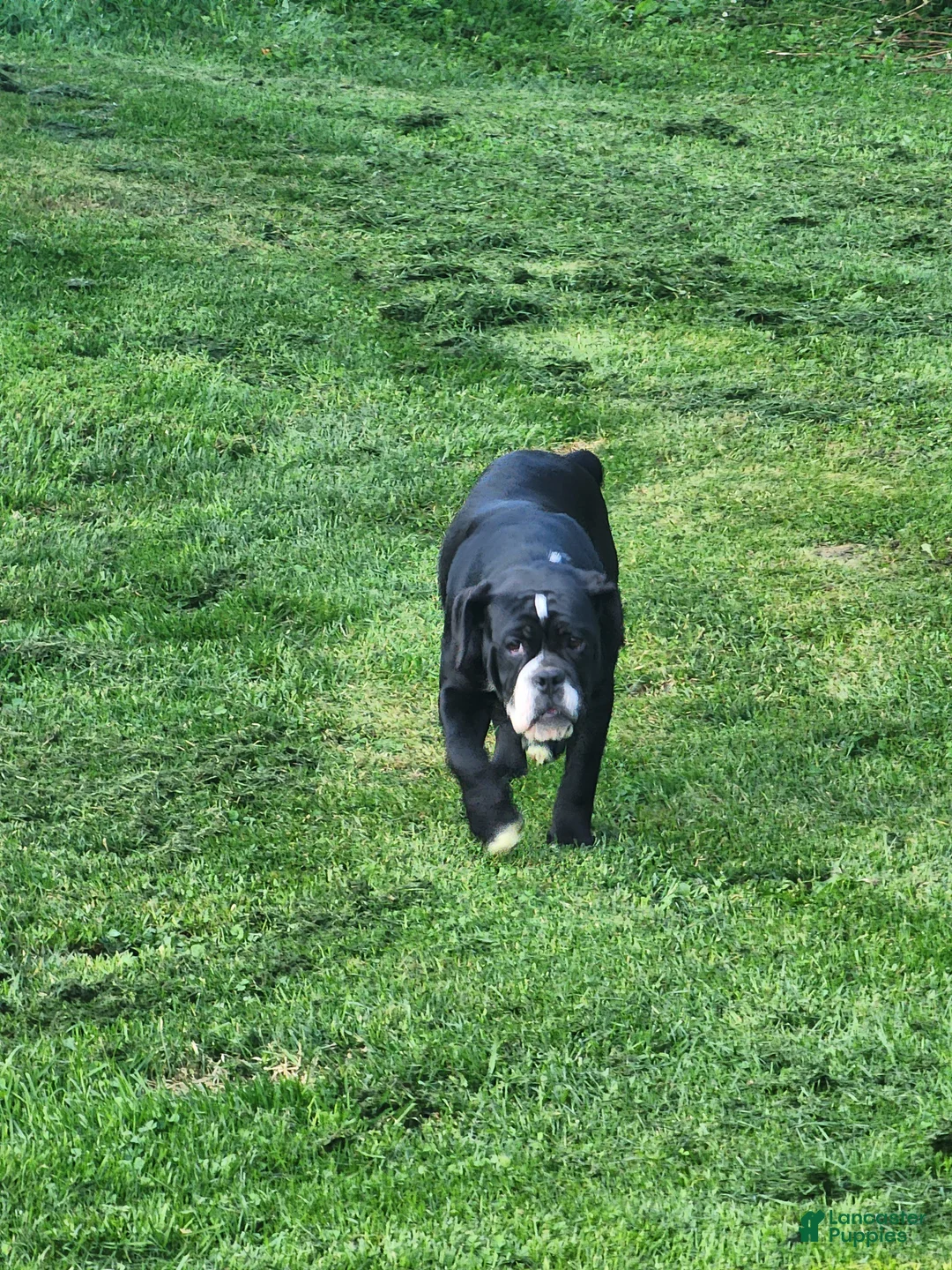 Olde English Bulldogge dogs for sale: Olde English Bulldogge 1 - Ad 2