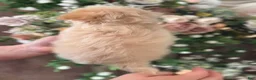 Maltipoo dogs for sale: Little Jude - Ad 2