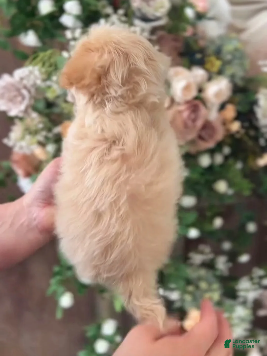 Maltipoo dogs for sale: Little Jude - Ad 2