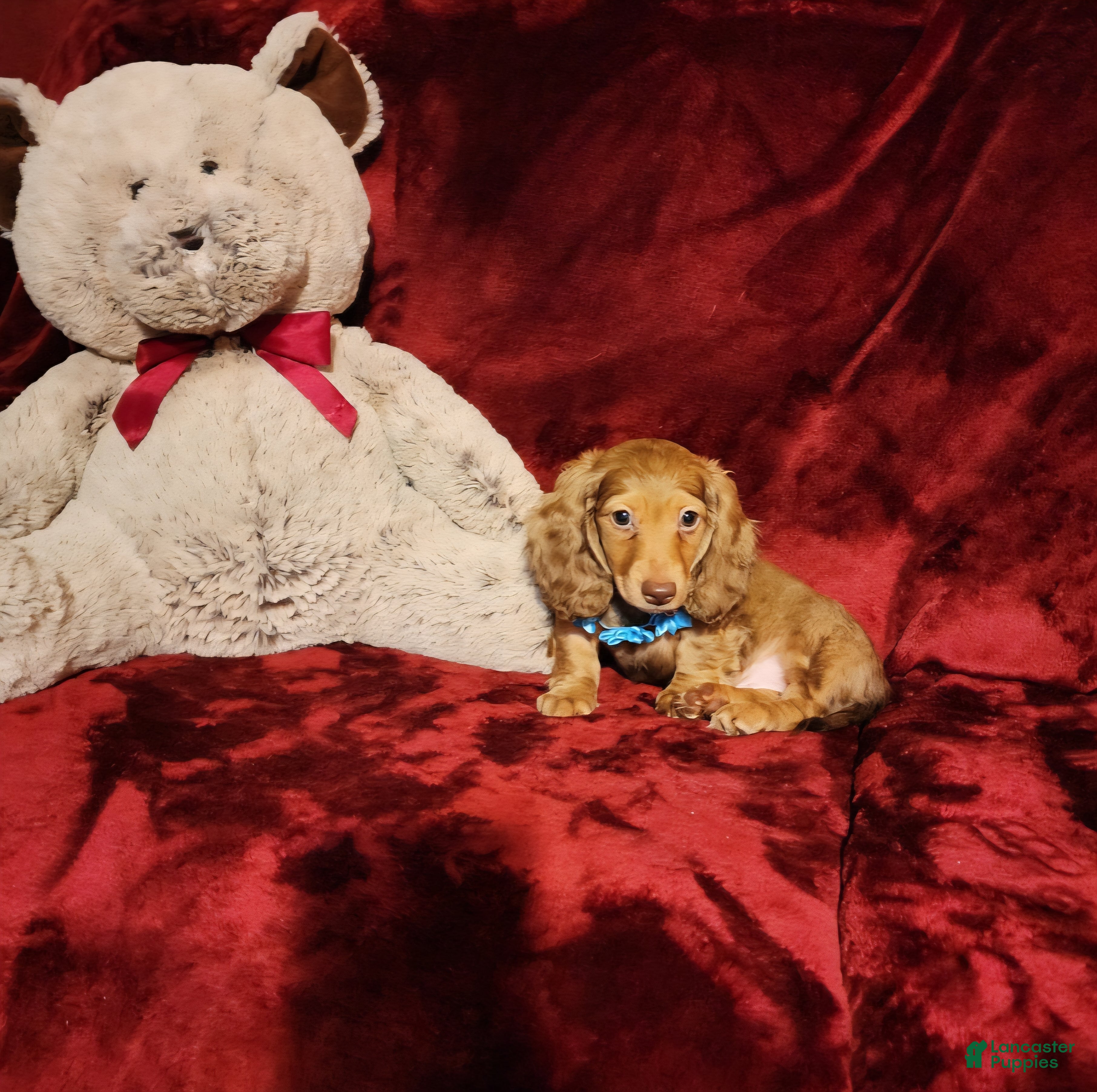 Miniature Dachshund dogs CHURRO - Ad 4