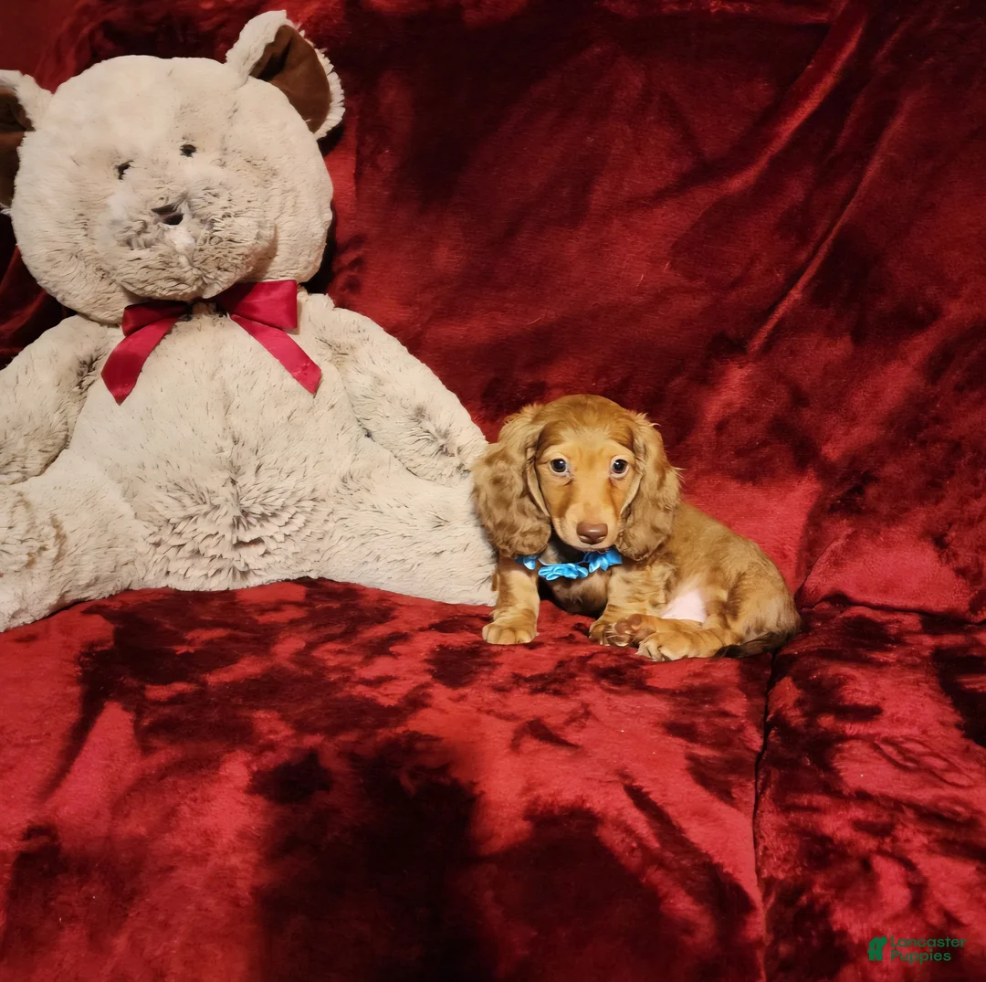 Miniature Dachshund dogs for sale: CHURRO - Ad 1